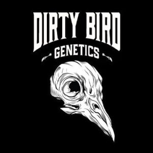 Dirty Bird 3ct Photoperiod Cannabis Seeds